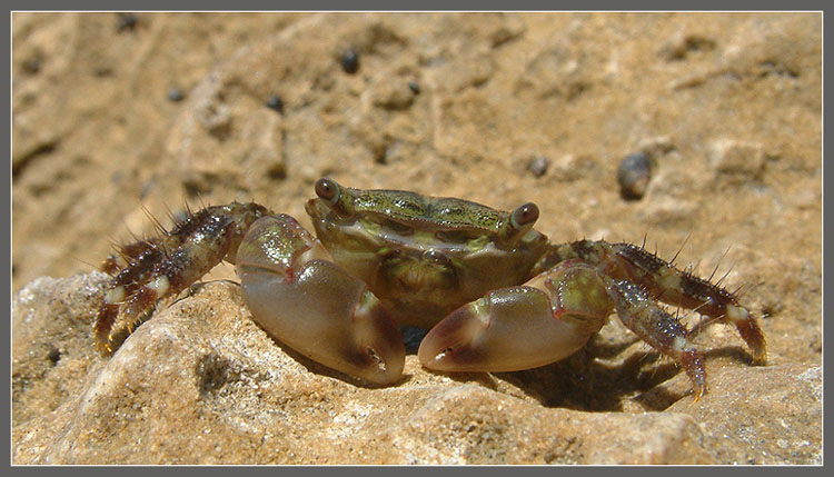 photo "The crab." tags: macro and close-up, 