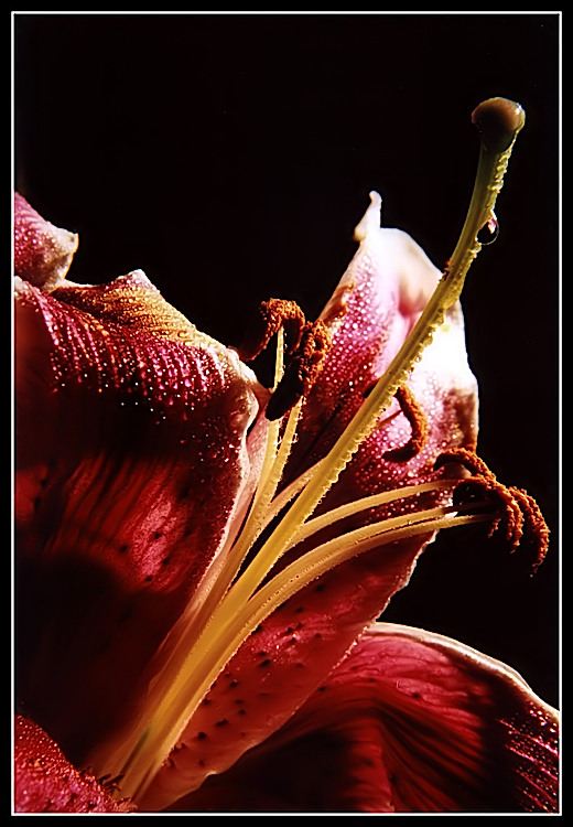фото "Слеза" метки: макро и крупный план, природа, цветы