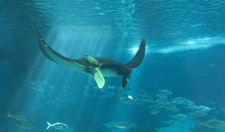 photo "[manta]" tags: nature, wild animals