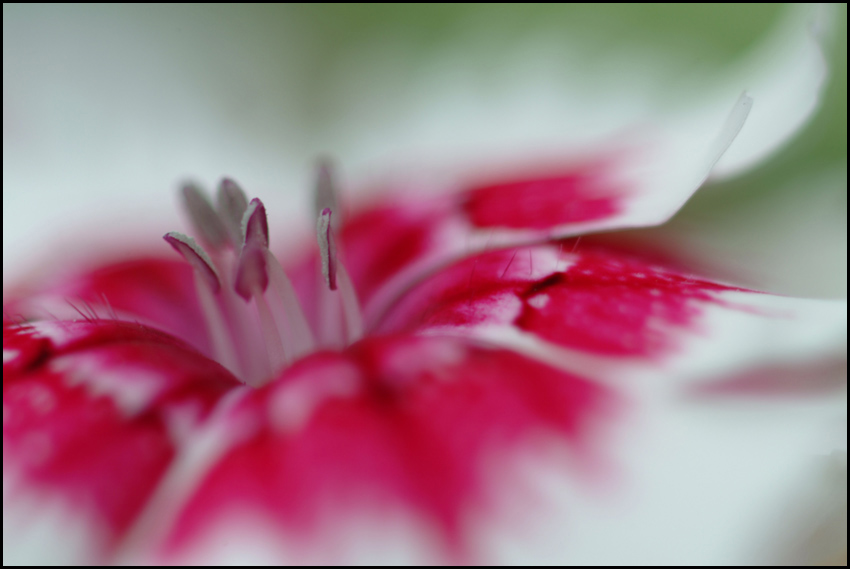 photo "Dianthus" tags: macro and close-up, nature, flowers