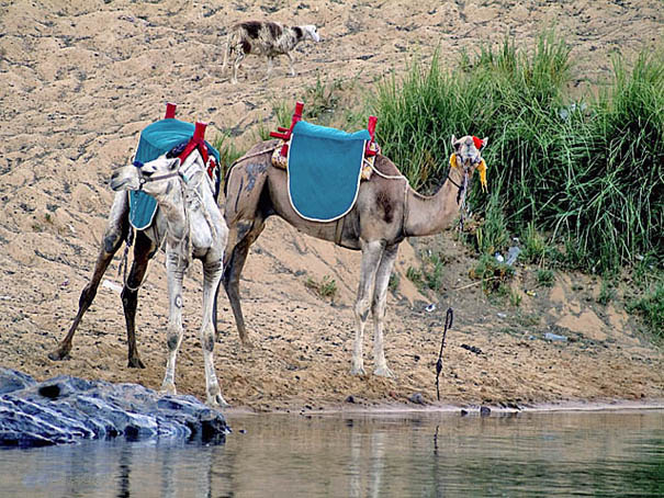 фото "Camel ride anyone?" метки: природа, путешествия, Африка, домашние животные