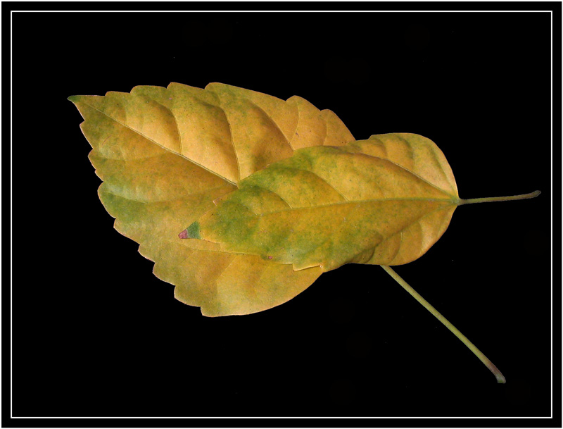 photo "Osen`" tags: still life, macro and close-up, 