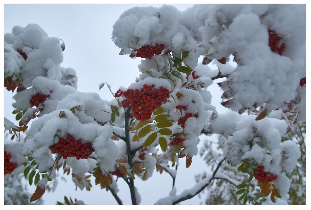 фото "Пришла (сотая карточка на сайте)" метки: пейзаж, природа, зима, цветы