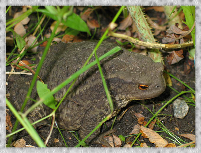 photo "green toad ..." tags: nature, wild animals