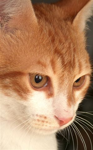 photo "Cat thoughts.." tags: portrait, nature, pets/farm animals