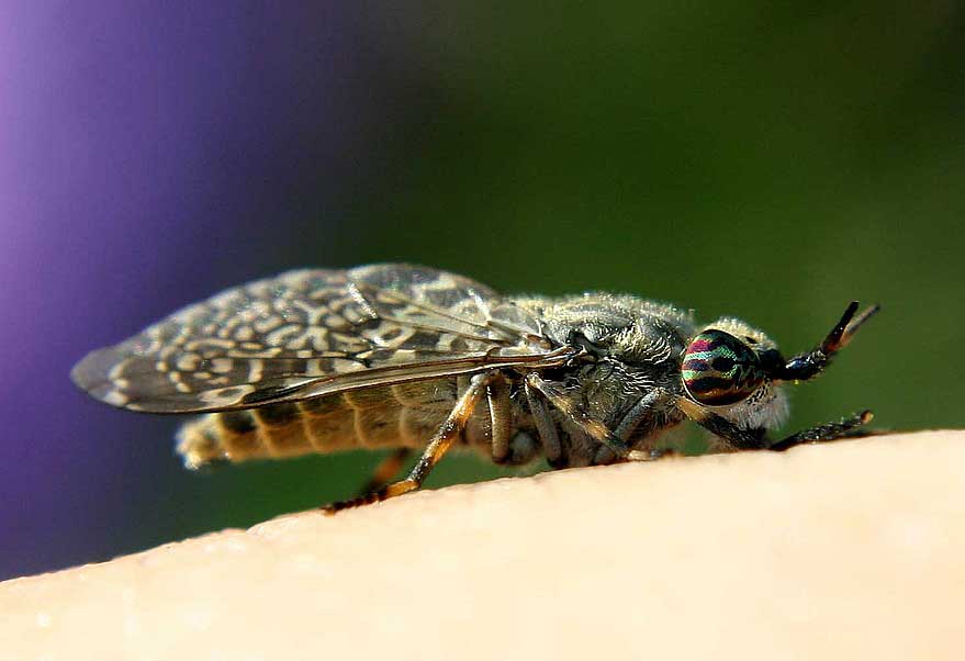 photo "Vampir ( Regenbogenbremse)" tags: nature, insect