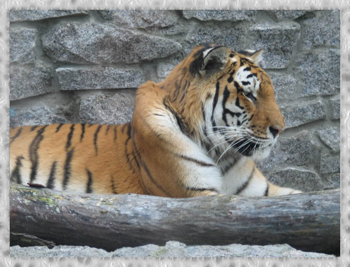 photo "tiger ..." tags: nature, wild animals