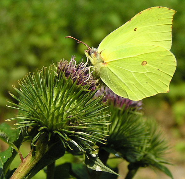 photo "**" tags: nature, insect