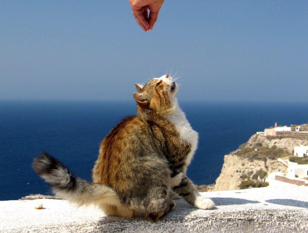 фото "wild hungry cat" метки: природа, дикие животные