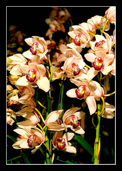 photo "Orchids" tags: nature, flowers