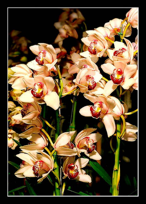 фото "Orchids" метки: природа, цветы