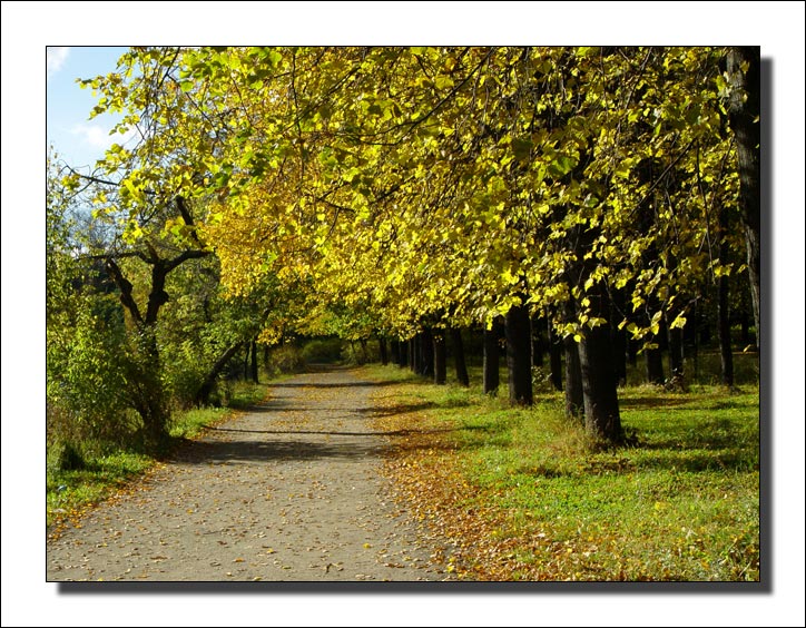 photo "Autumn sketches - 2..." tags: landscape, autumn, forest