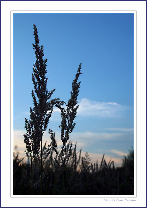 photo "Aurora" tags: landscape, nature, flowers, sunset
