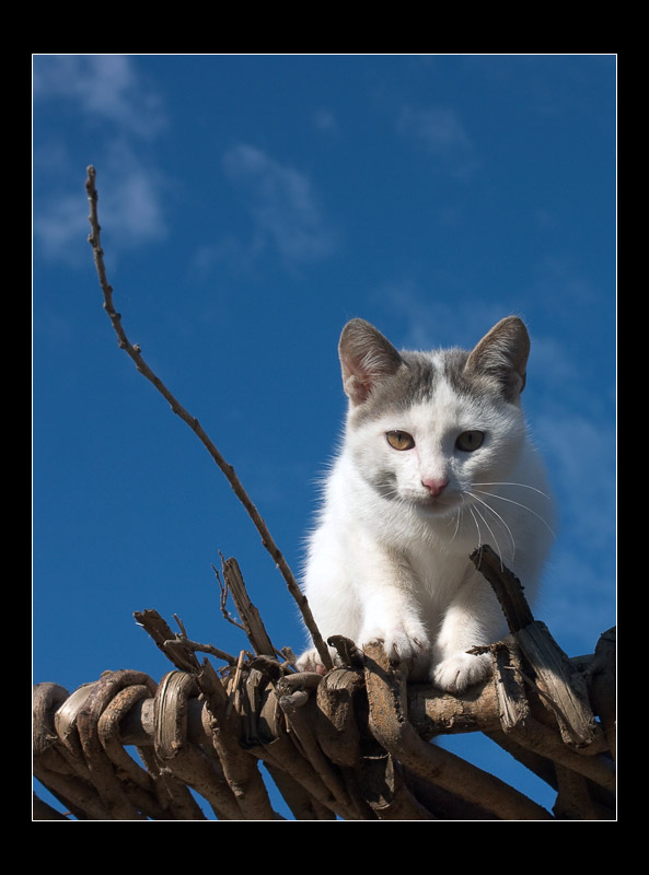 photo "Cat who lives on a roof" tags: nature, pets/farm animals