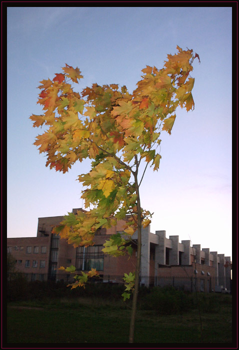 photo "* tree" tags: landscape, autumn