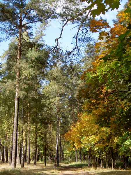 photo "In An Autumn Wood" tags: landscape, autumn, forest