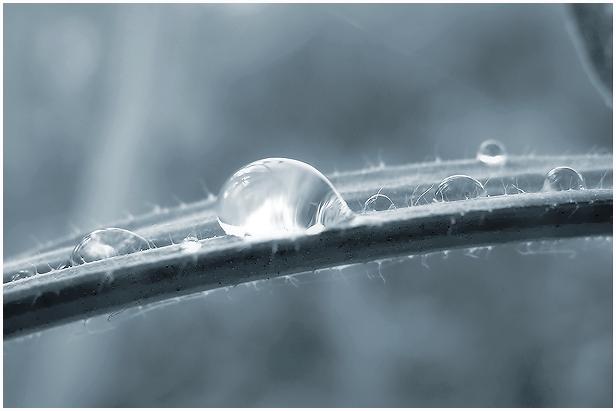 photo "Drops" tags: macro and close-up, 