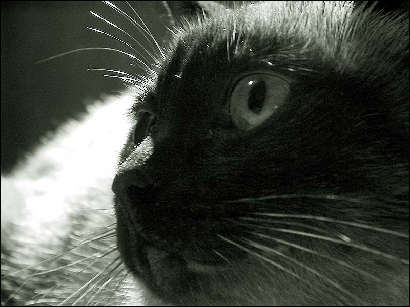 photo "Untitled photo" tags: black&white, nature, pets/farm animals
