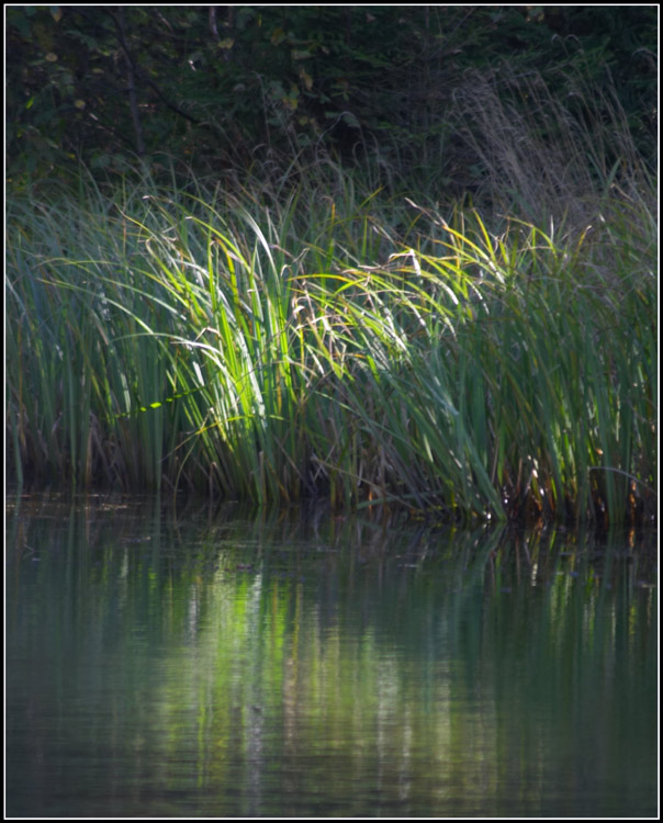 photo "Wood lake" tags: landscape, nature, water