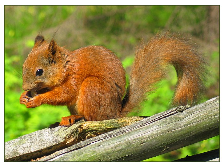 photo "Squirrel" tags: nature, wild animals