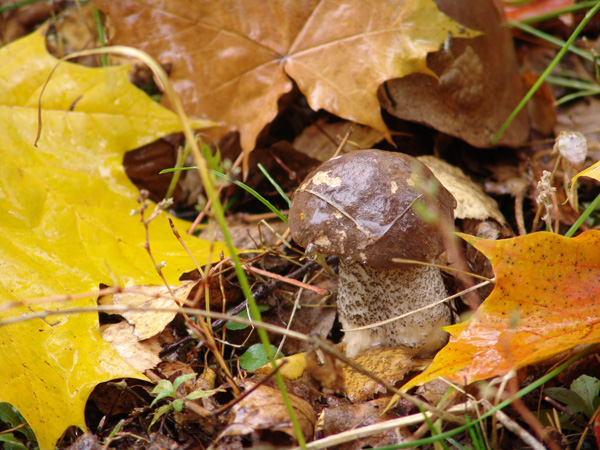 photo "Mushroom" tags: nature, architecture, landscape, flowers