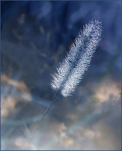 photo "October Opus" tags: macro and close-up, nature, flowers