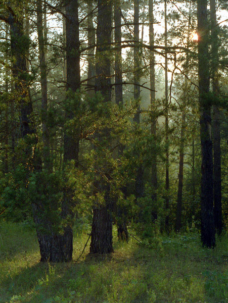 фото "Утренний лес" метки: пейзаж, закат, лес