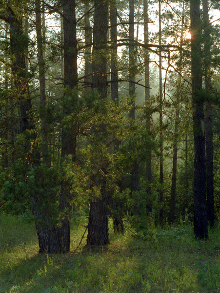 photo "Morning wood" tags: landscape, forest, sunset