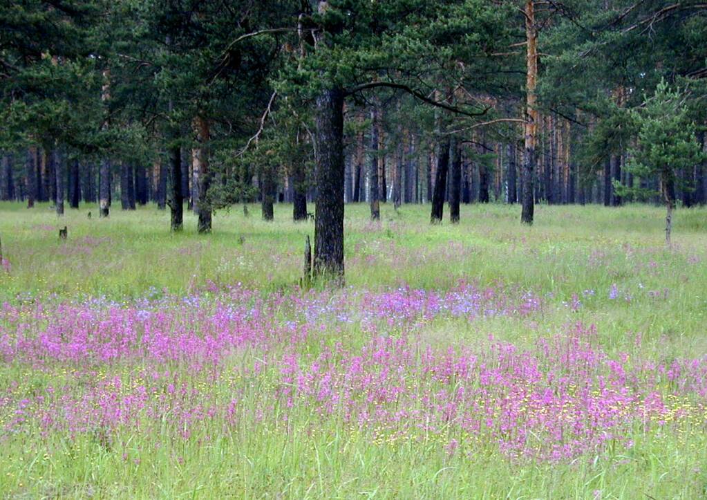 photo "Three years after a forest fire" tags: nature, flowers