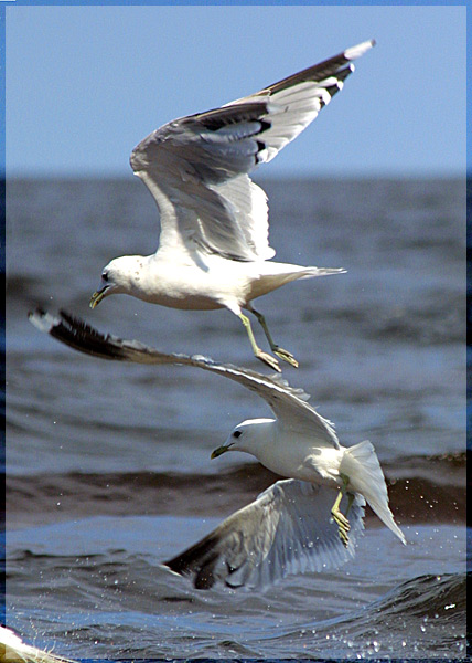 photo "Untitled photo" tags: nature, humor, wild animals