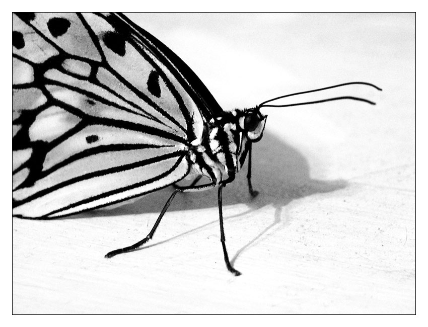 photo "The butterfly" tags: nature, insect, pets/farm animals