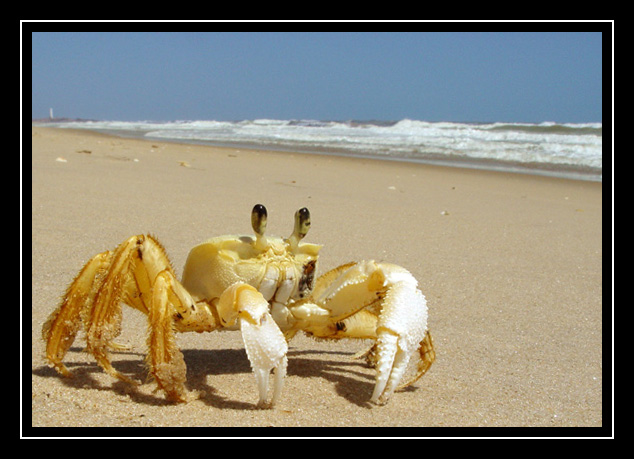 photo "Yellow crab" tags: nature, travel, South America, wild animals