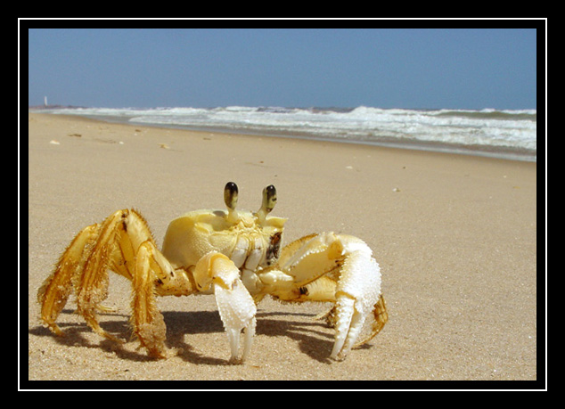 фото "Yellow crab" метки: природа, путешествия, Южная Америка, дикие животные