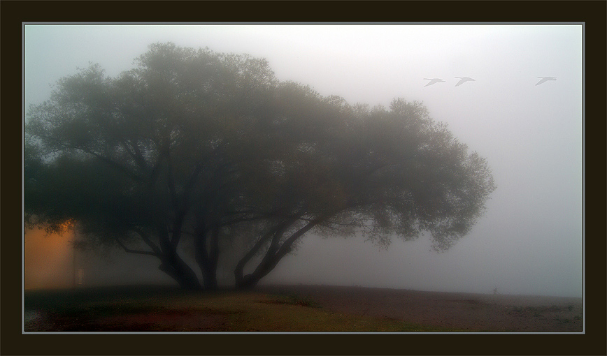 photo "Morning Flight" tags: landscape, autumn
