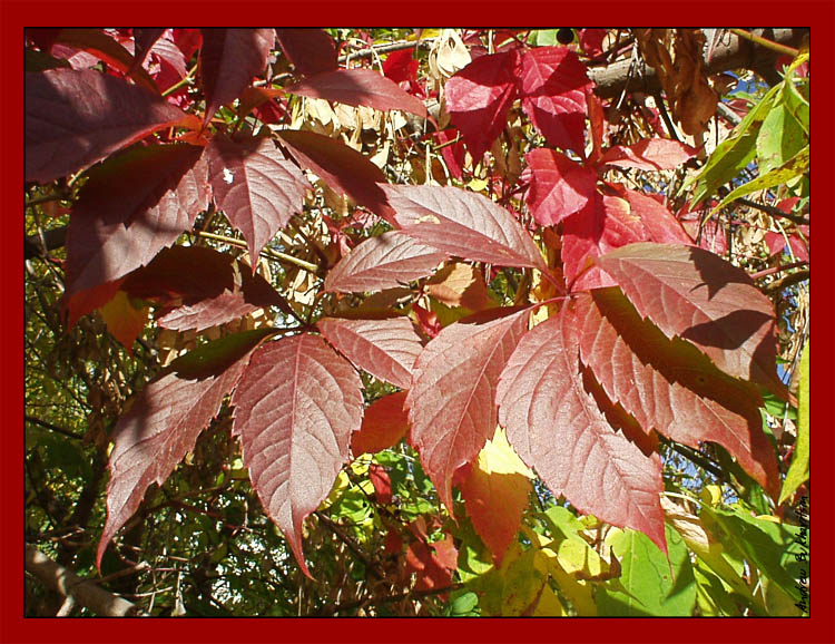 photo "A colors of autumn" tags: nature, landscape, flowers, forest