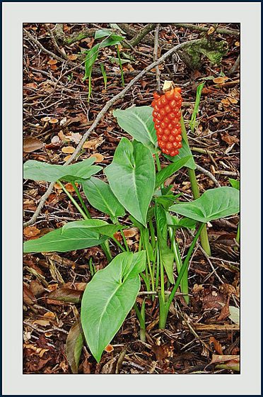 photo "Arum Italicum in autumn" tags: nature, flowers