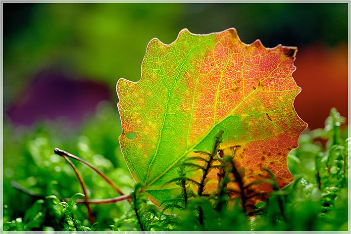 photo "Soon..." tags: macro and close-up, nature, flowers