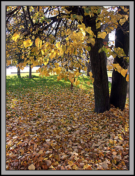 photo "Nostalgy" tags: landscape, nature, autumn, flowers