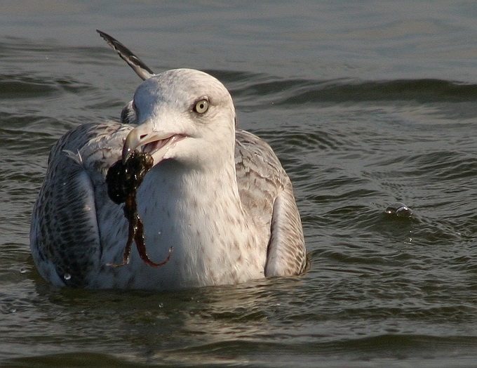 фото "Sea Gull - on the water" метки: природа, дикие животные