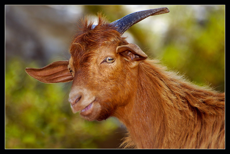 photo "I`m a very Kind Goat ;-))" tags: nature, travel, Asia, wild animals