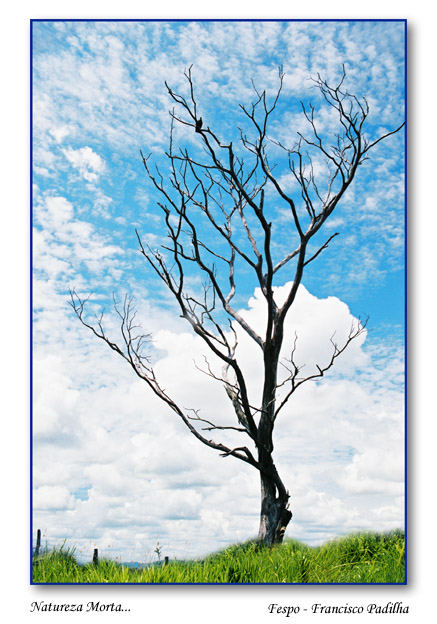 фото "Natureza Morta..." метки: разное, 