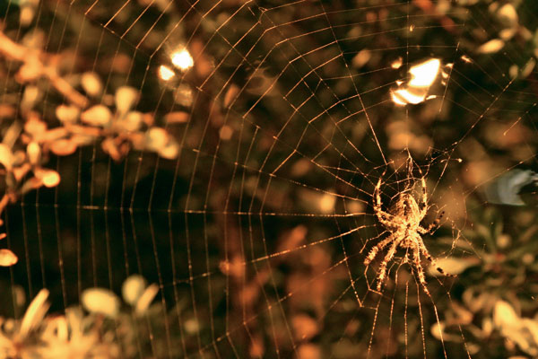 photo "Spider from Prague" tags: nature, insect