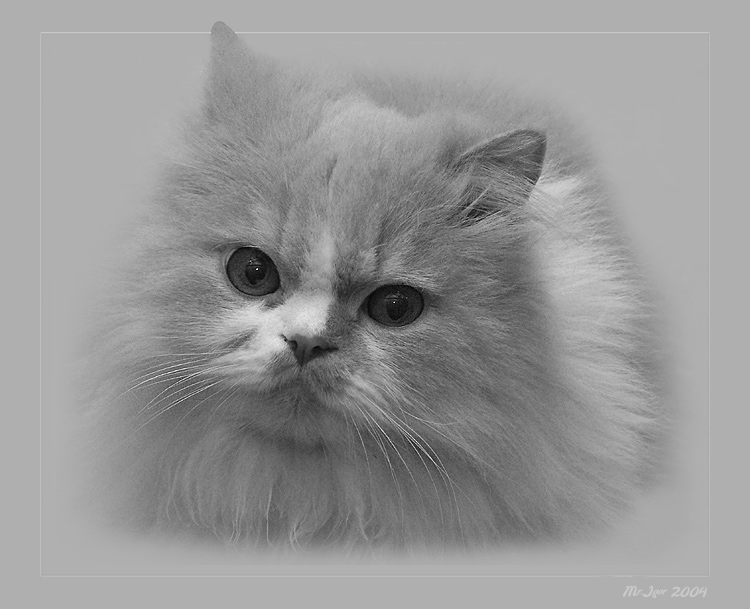photo "Simply cat" tags: portrait, nature, pets/farm animals