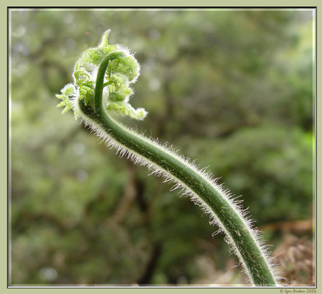 photo "Newcomer" tags: nature, macro and close-up, flowers