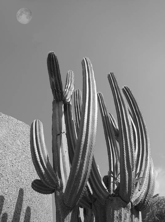 photo "catus from xochicalco mex" tags: nature, travel, North America, flowers