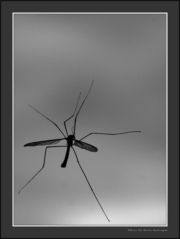 фото "Mosquito" метки: макро и крупный план, природа, насекомое
