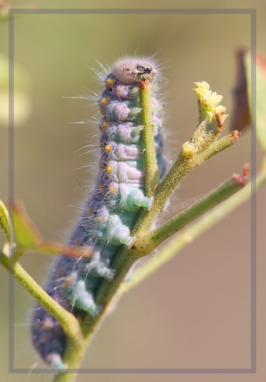 photo "The "First" beauty, or fashions of a season autumn" tags: nature, macro and close-up, insect