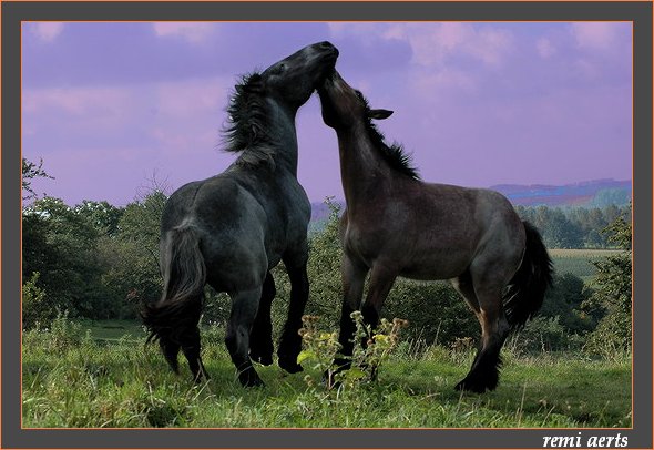 фото "young Belgian drafthorses" метки: природа, пейзаж, домашние животные, облака