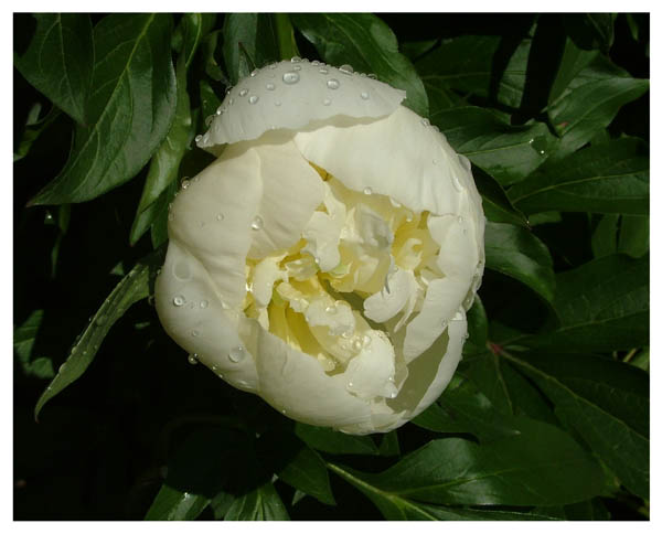 photo "Peony" tags: nature, flowers