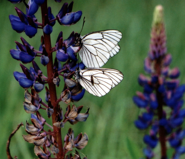 photo "Famine - not the aunt" tags: nature, macro and close-up, insect